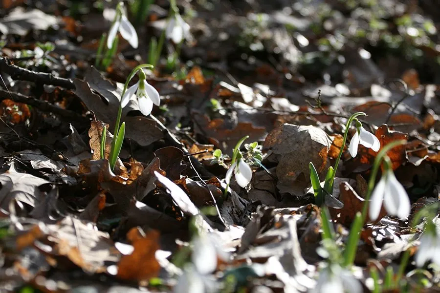 Forest_Flowers_Feb_2022_018_s.jpg