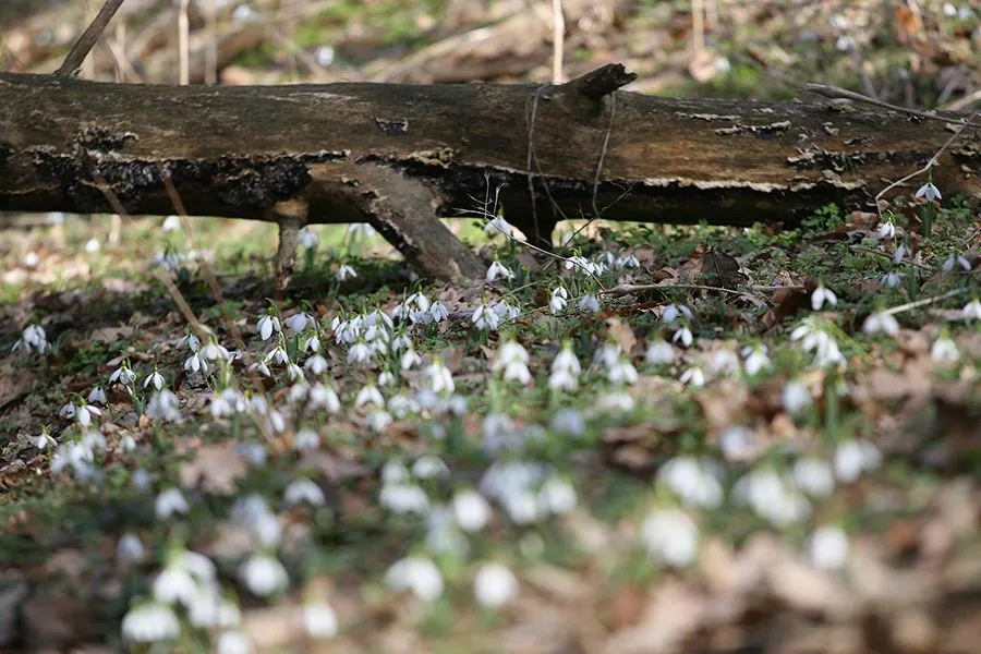 Forest_Flowers_Feb_2022_010_s.jpg