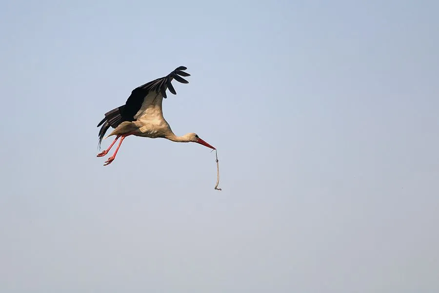 Stork Things I 001 s.jpg
