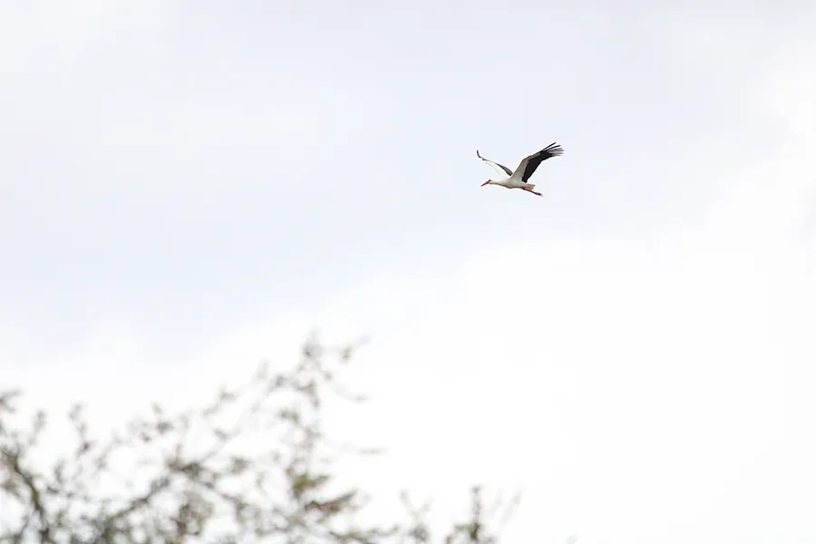 First_Storks_2023_001.jpg