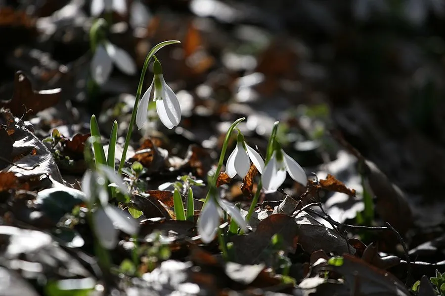 Forest_Flowers_Feb_2022_015_s.jpg