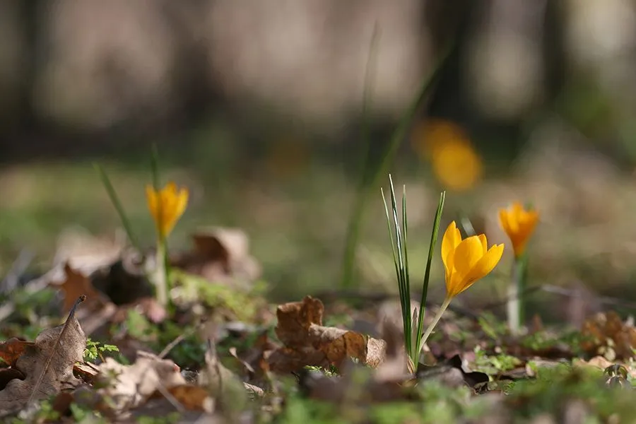 Forest_Flowers_Feb2022_024_s.jpg