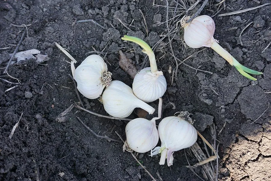 Seeds_Session_26_02_2022_photo_008_s.jpg