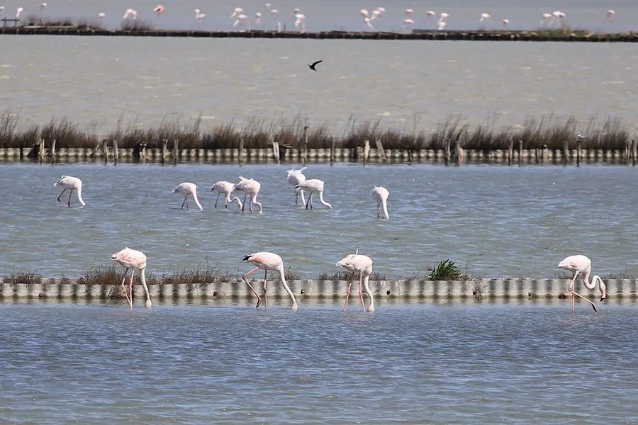 Flamingo_05_2023_000b_s.jpg