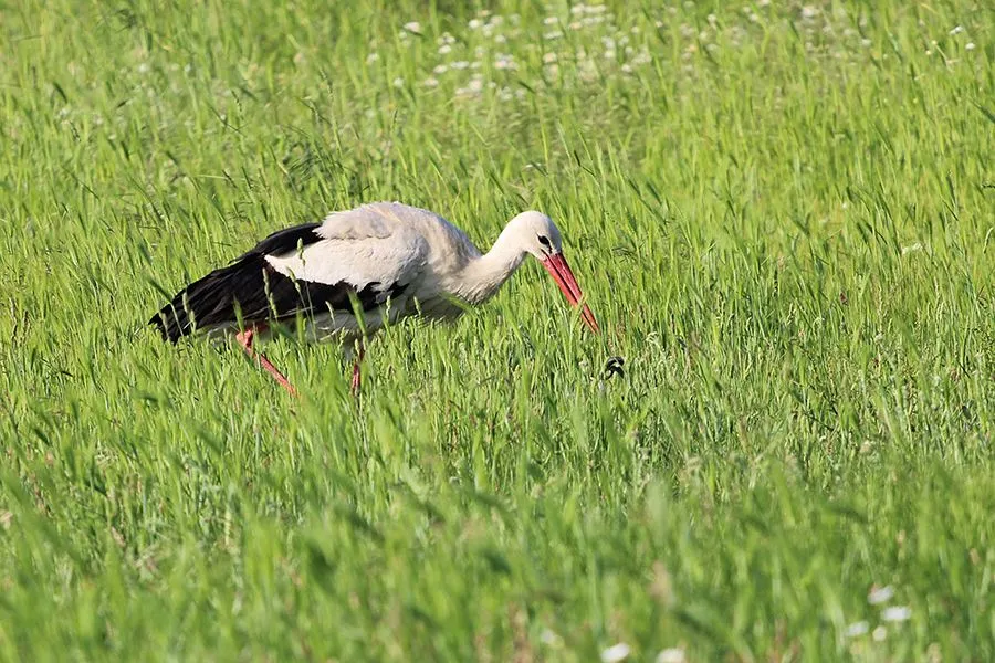 Stork Things I 004 s.jpg