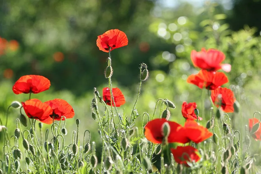 Poppy Season B s.jpg