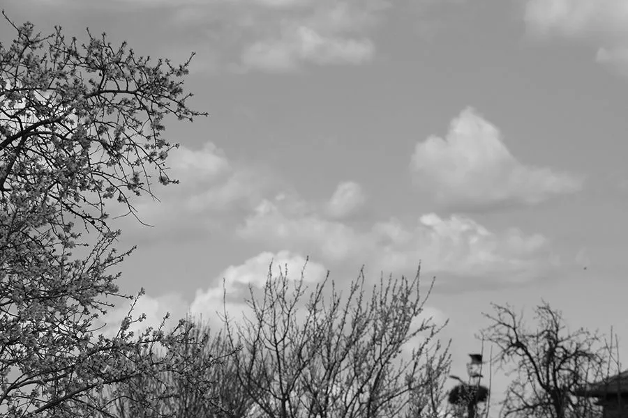 22 Stork Report One 02 s BW.jpg
