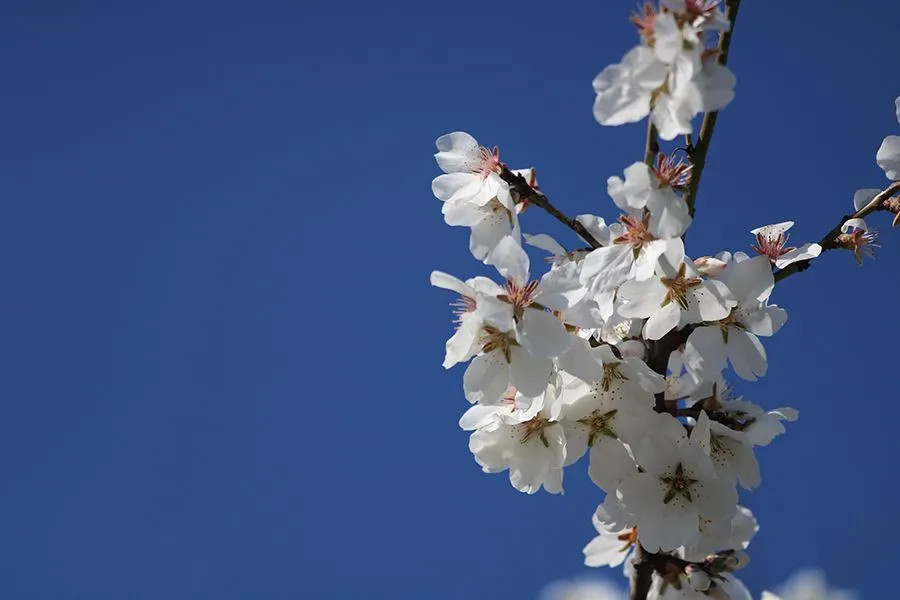 First_Leaves_In_Spring_23_003.jpg
