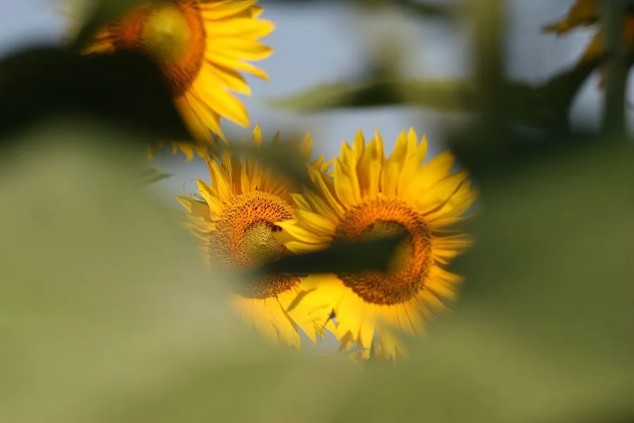Sunflower Season A s.jpg