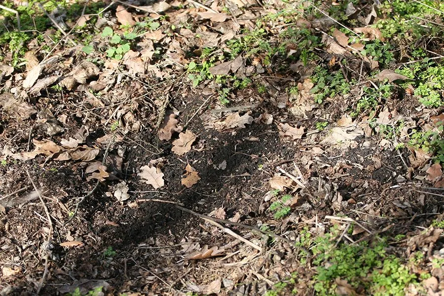 Forest_Walk_Feb2022_008_s.jpg