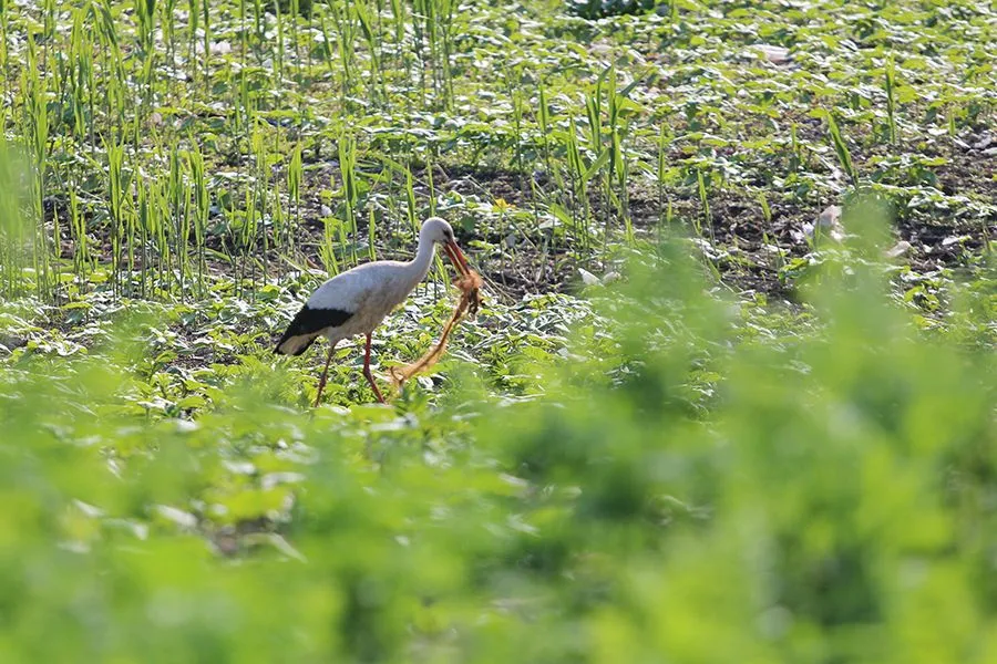 Stork Things II 001 s.jpg