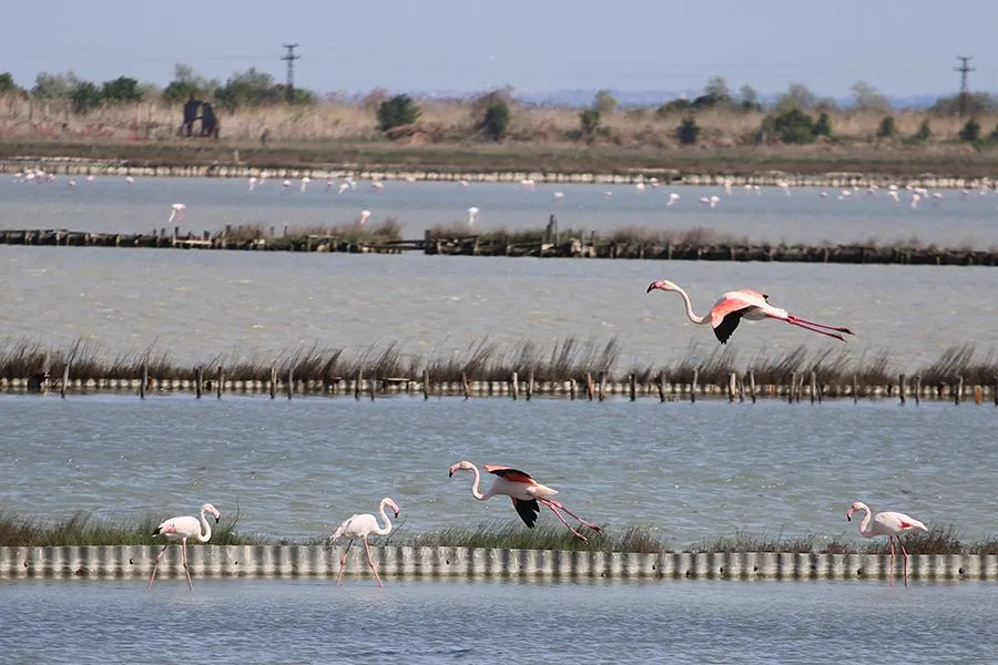 Flamingo_05_2023_002_s.jpg