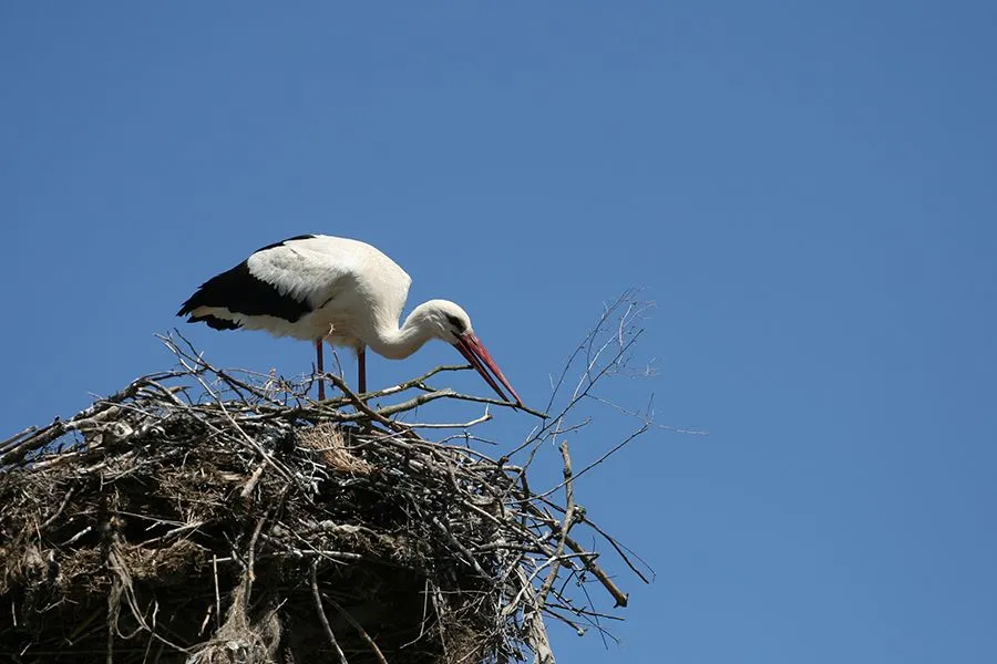 22 Stork Report Two 01 s.jpg