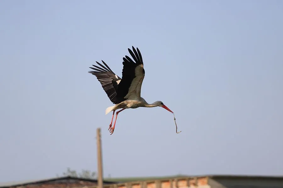 Stork Things I 006 s.jpg