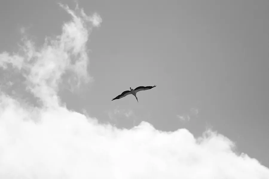 22 Stork Report One 01 s BW.jpg
