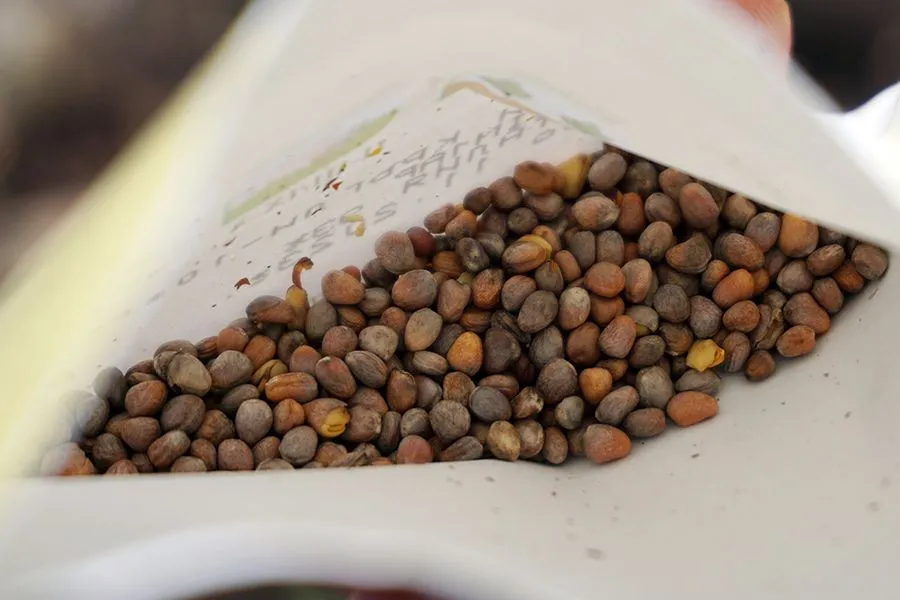Seeds_Session_26_02_2022_photo_001_s.jpg