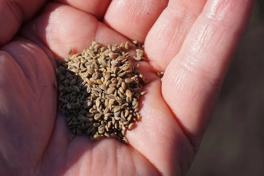 Seeds_Session_26_02_2022_photo_003_s.jpg