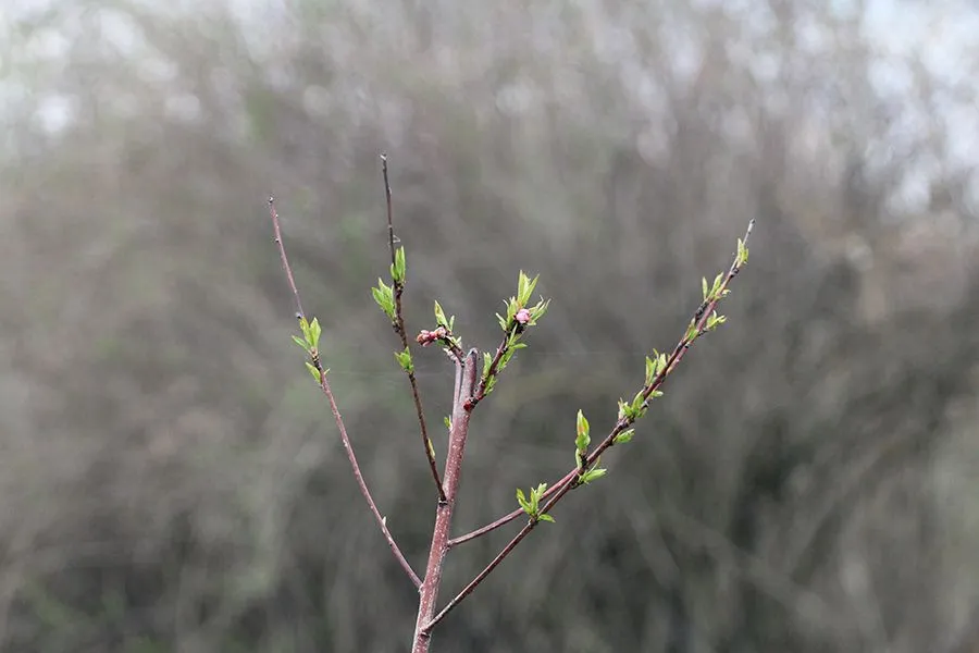 First_Leaves_In_Spring_23_010.jpg