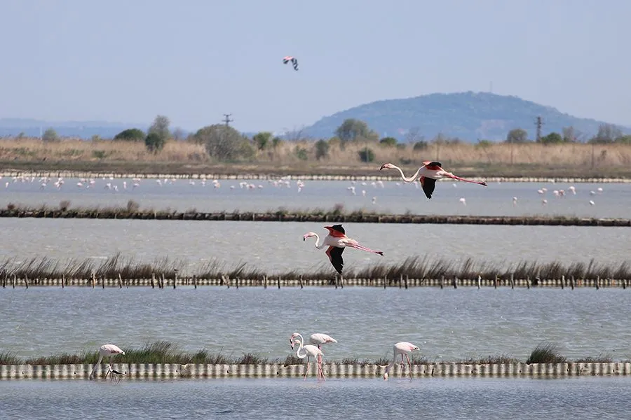 Flamingo_05_2023_001_s.jpg