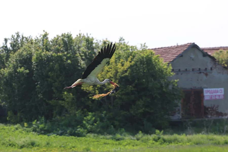 Stork Things II 002 s.jpg