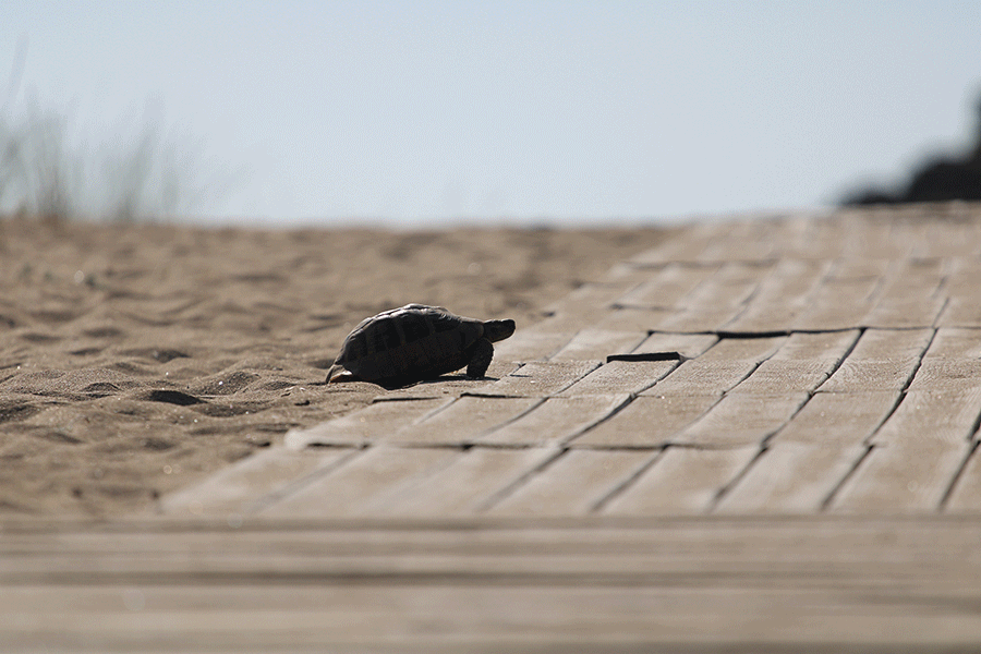 Old-Slow-And-Steady-On-The-Move-01-s.gif