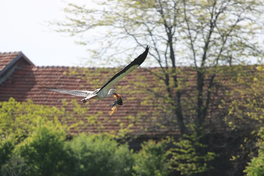 Stork Things II 003 s.jpg