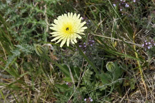 urospermum.jpg