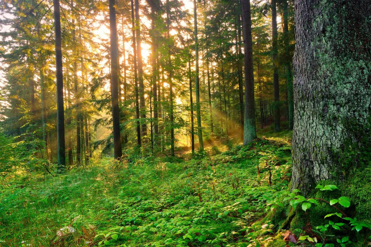 Magic forest 13.jpg