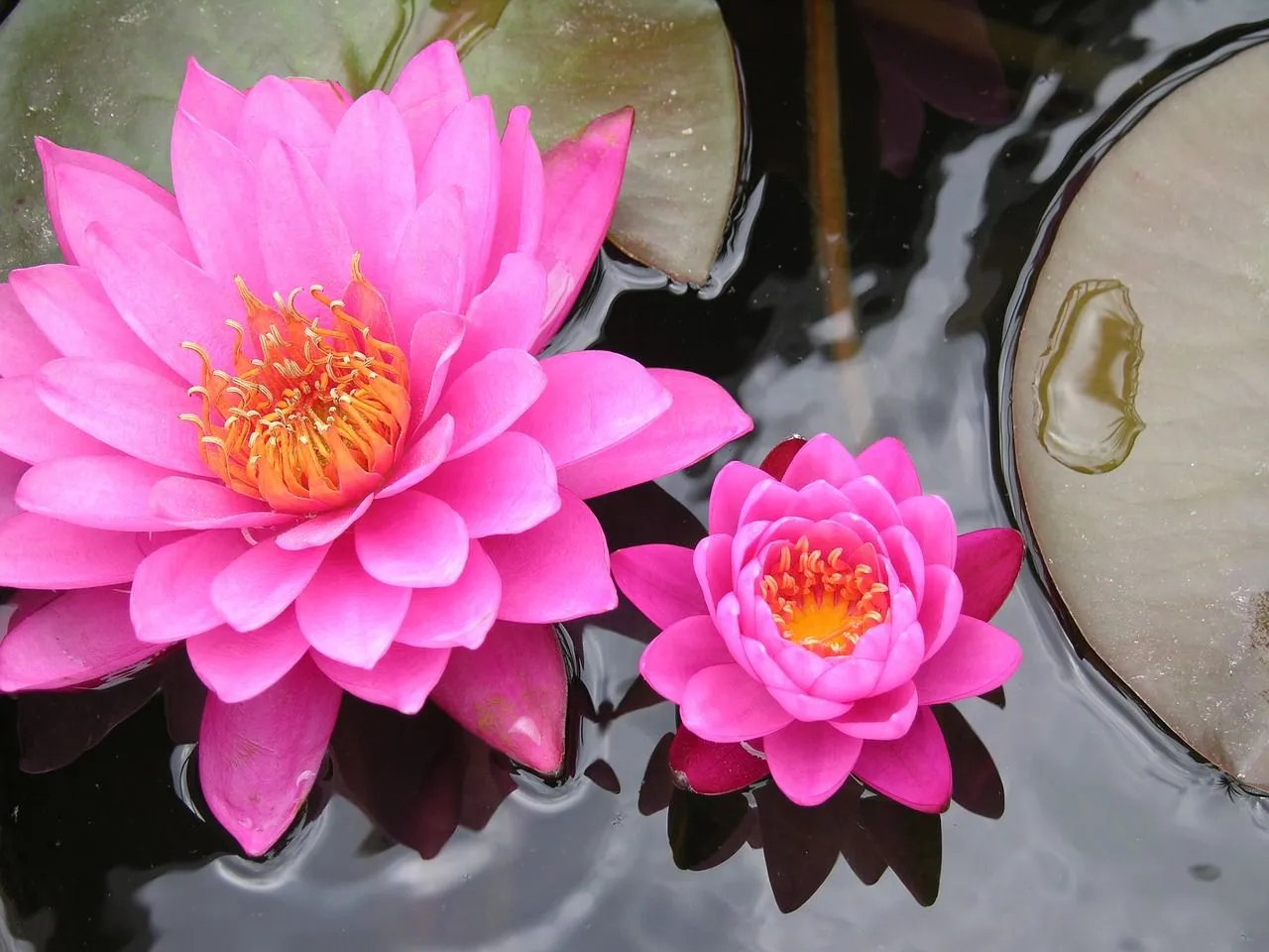 lily-pad-1939389_1280.jpg