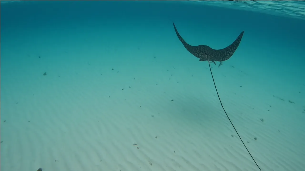 Eagle ray5.png