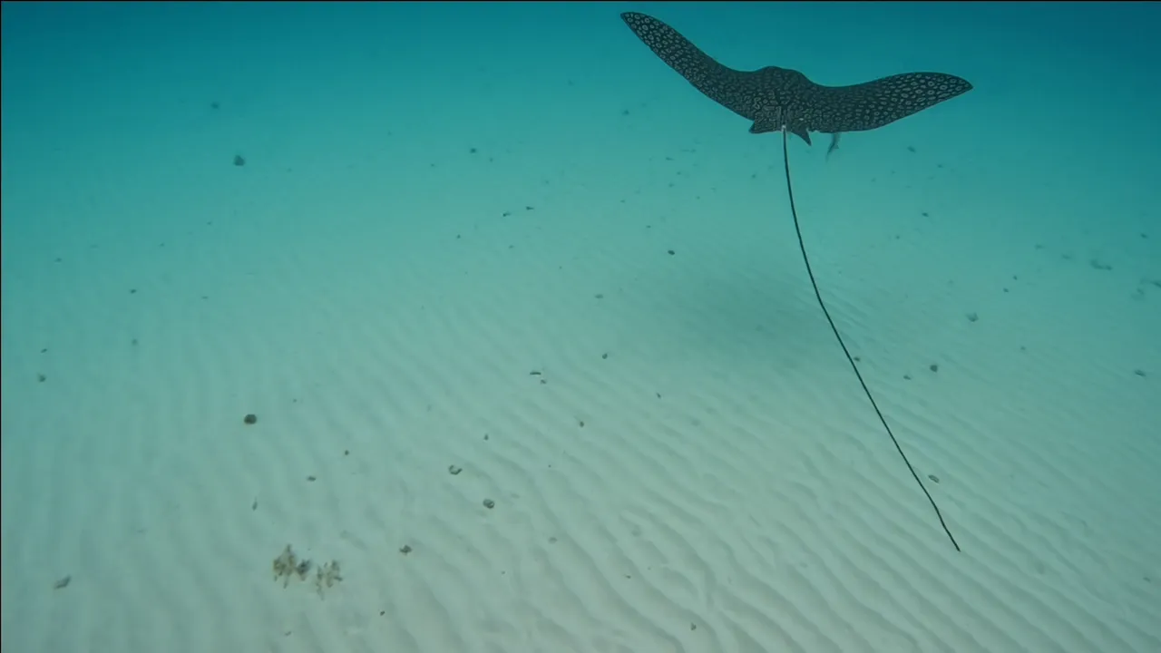 Eagle ray4.png