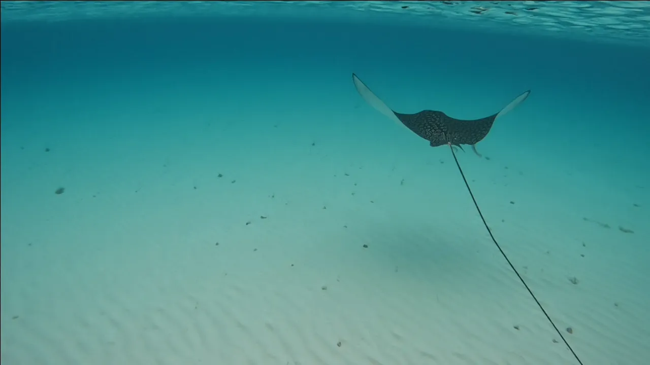 Eagle ray.png