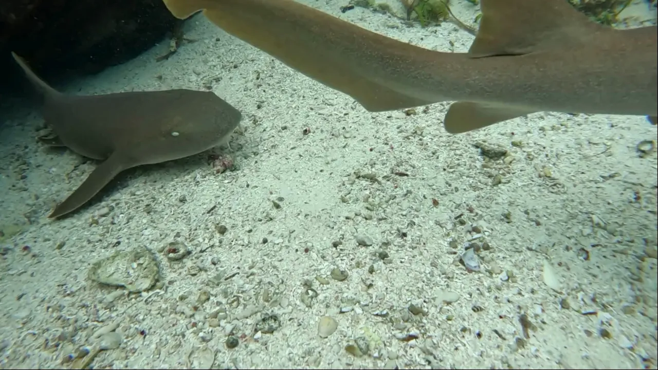 Nurse Shark3.png