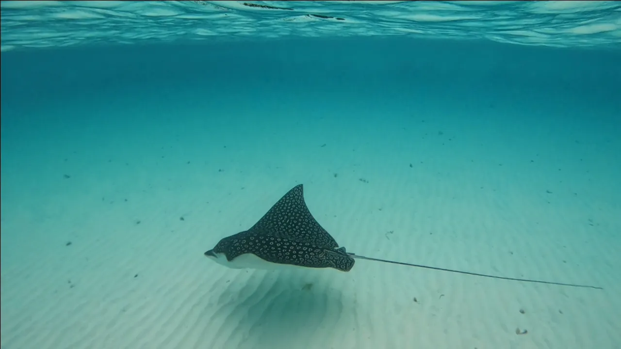 Eagle ray12.png