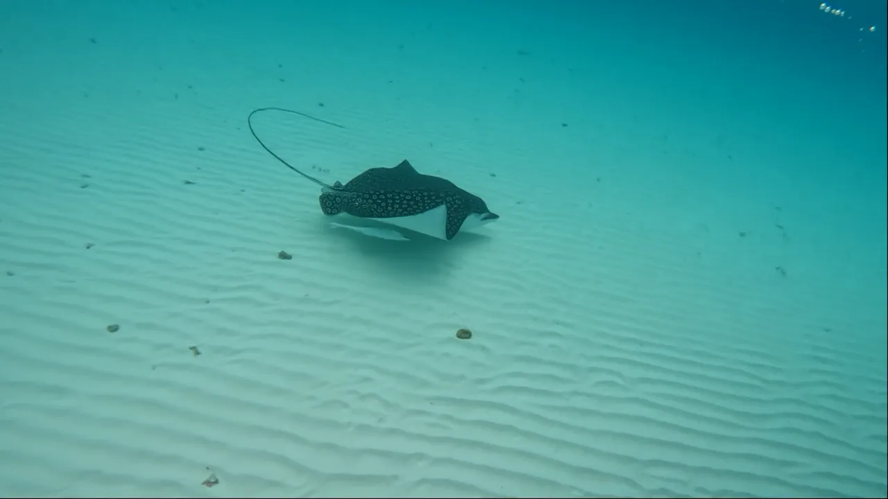 Eagle ray17.png