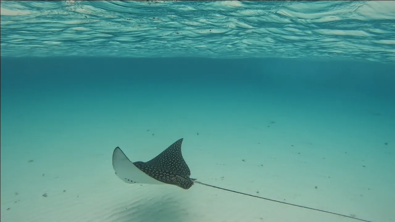 Eagle ray9.png