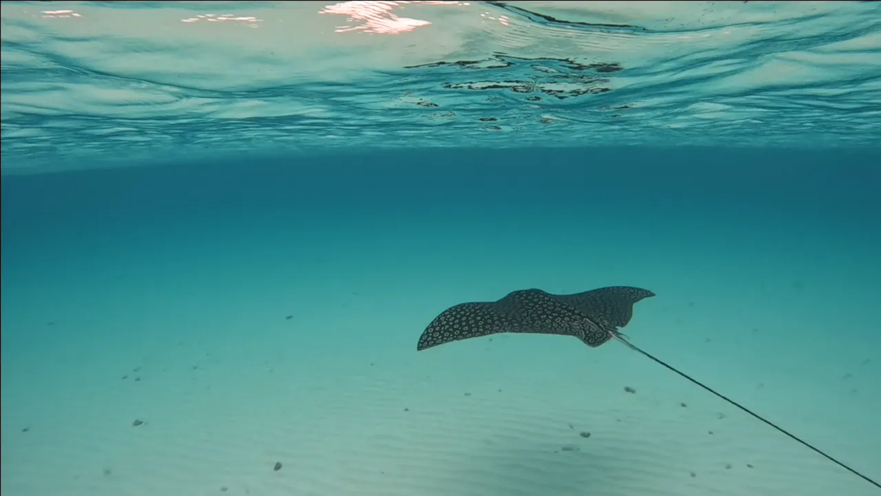 Eagle ray8.png