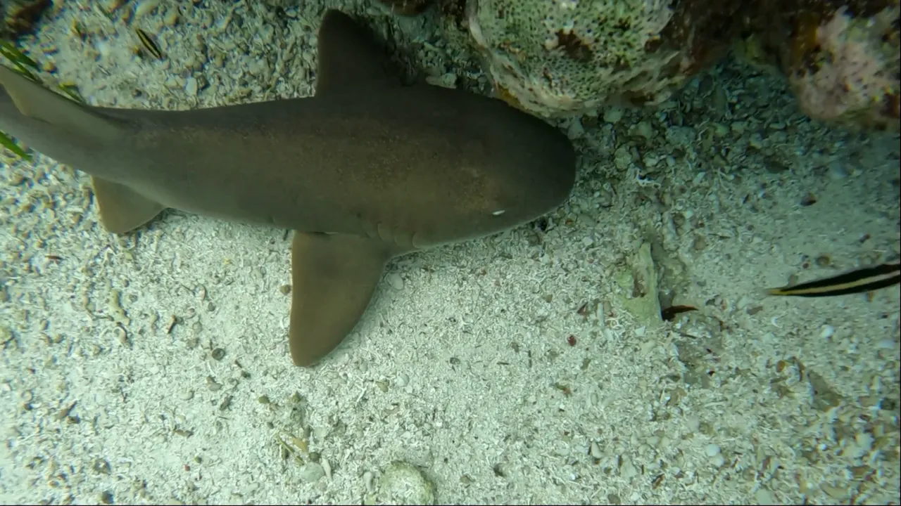 Nurse Shark7.png