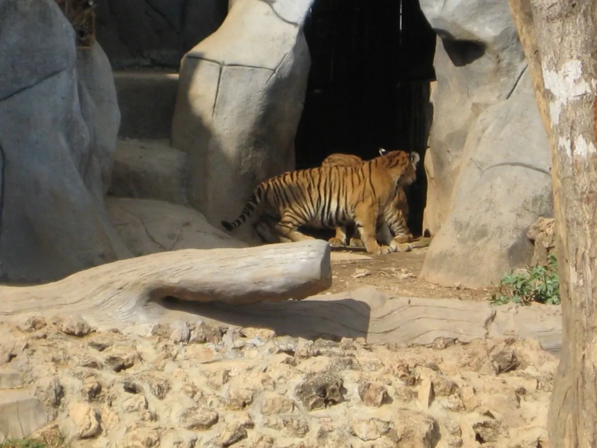 tigers-2011-thailand-001.jpg