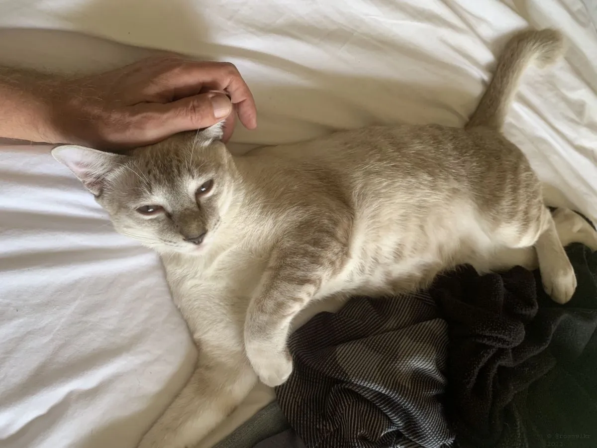 Cats-Nov-2022-n004.jpg