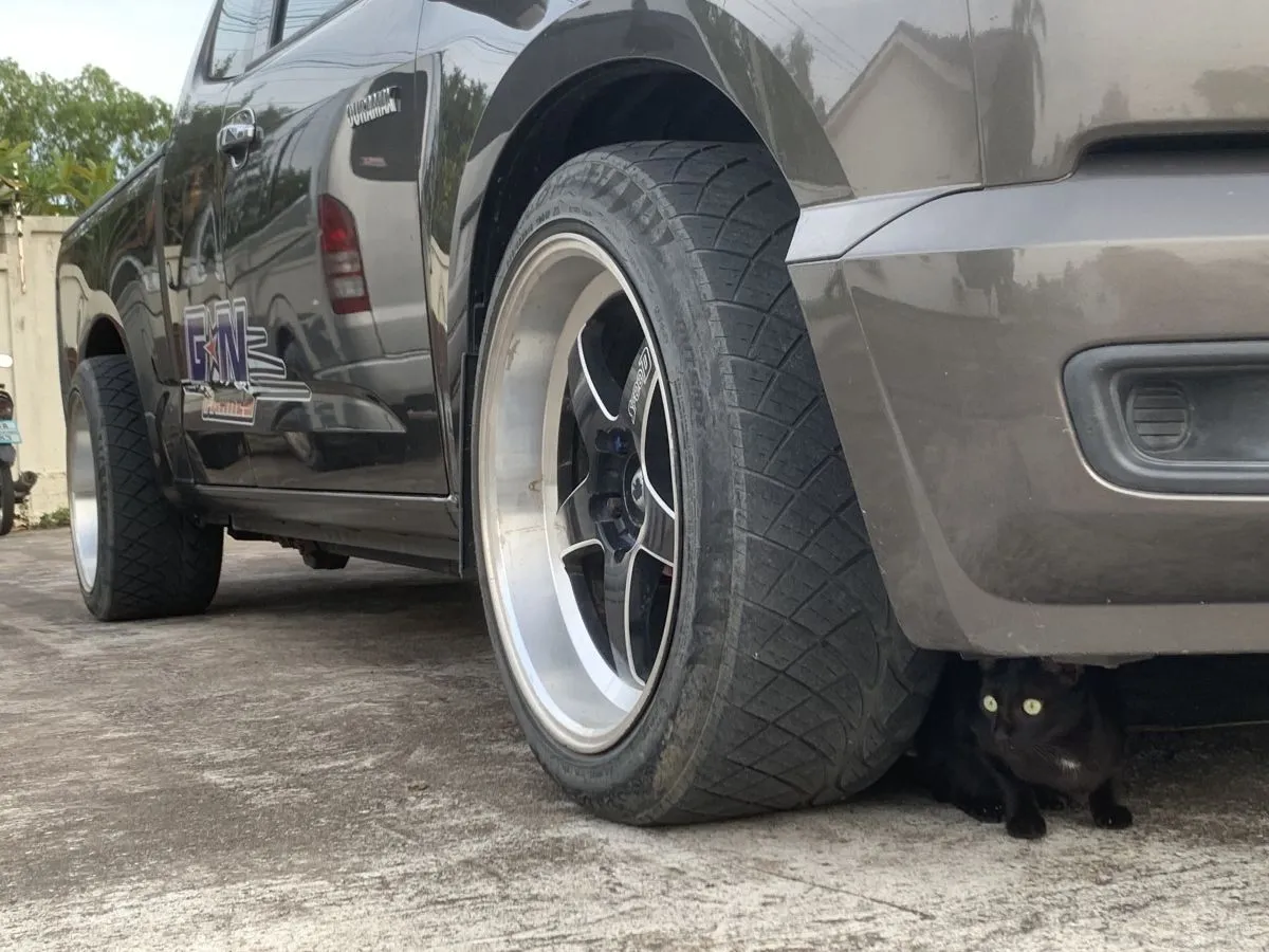 Cats-Nov-2022-n015.jpg