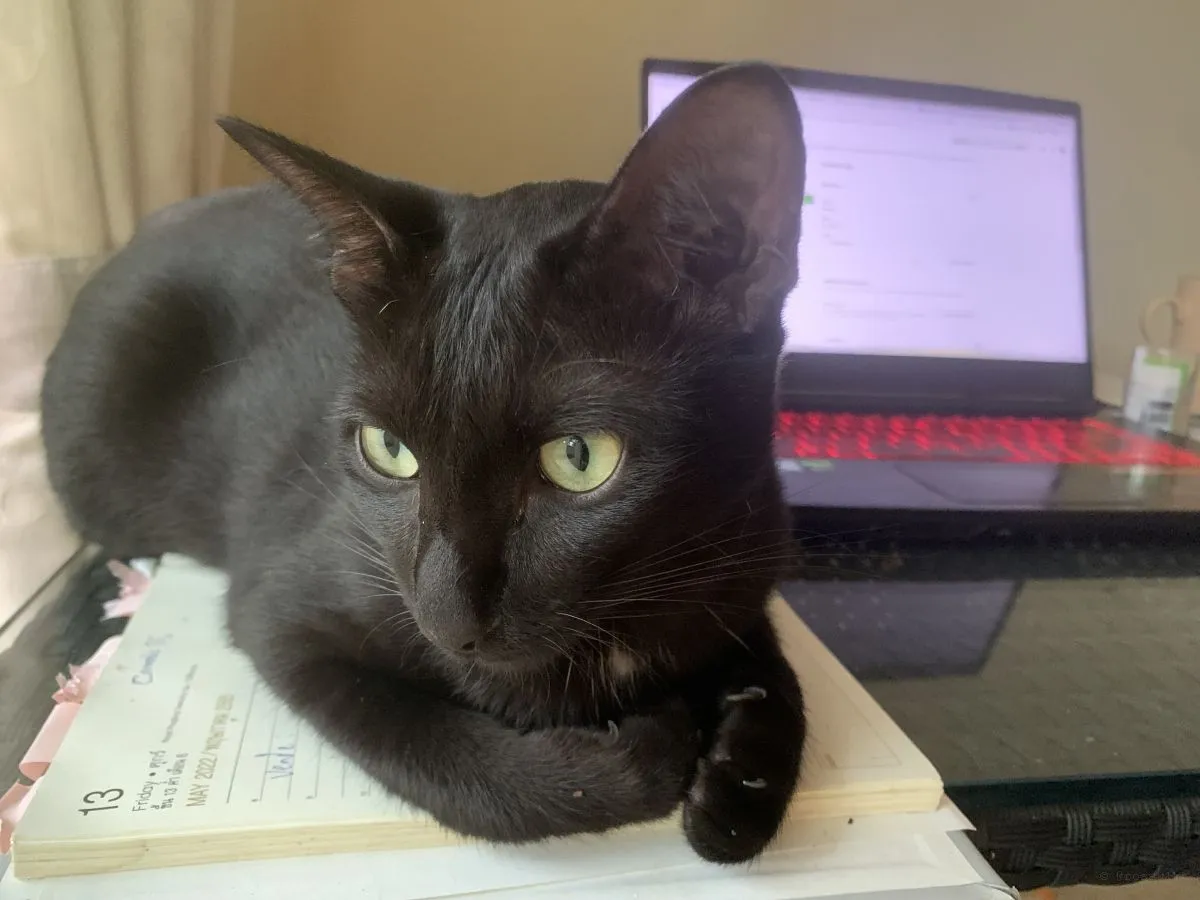 Cats-Nov-2022-n018.jpg