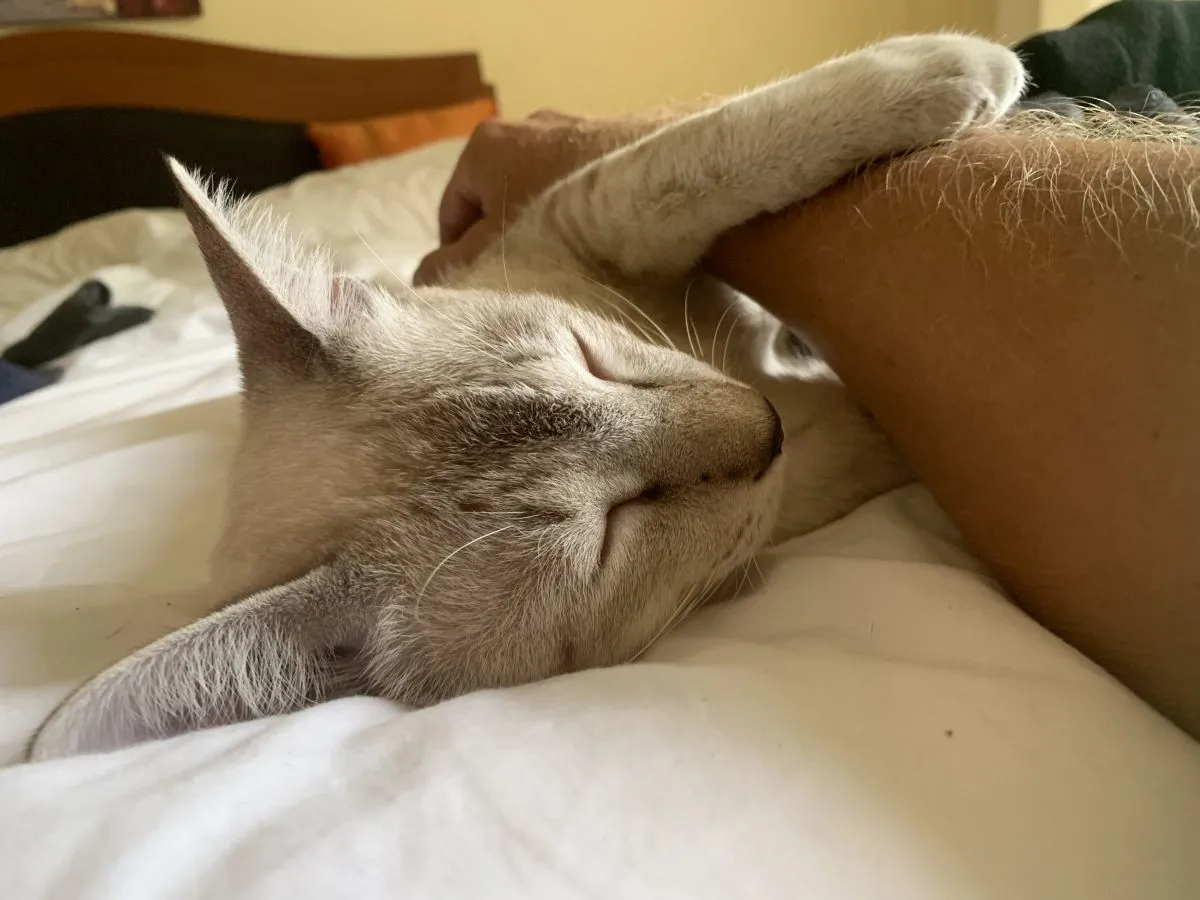 Cats-Nov-2022-n005.jpg