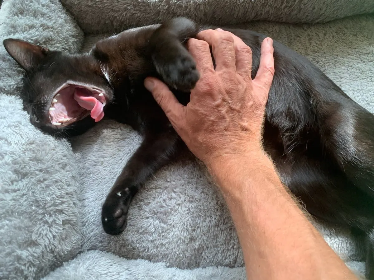 Cats-Nov-2022-n008.jpg