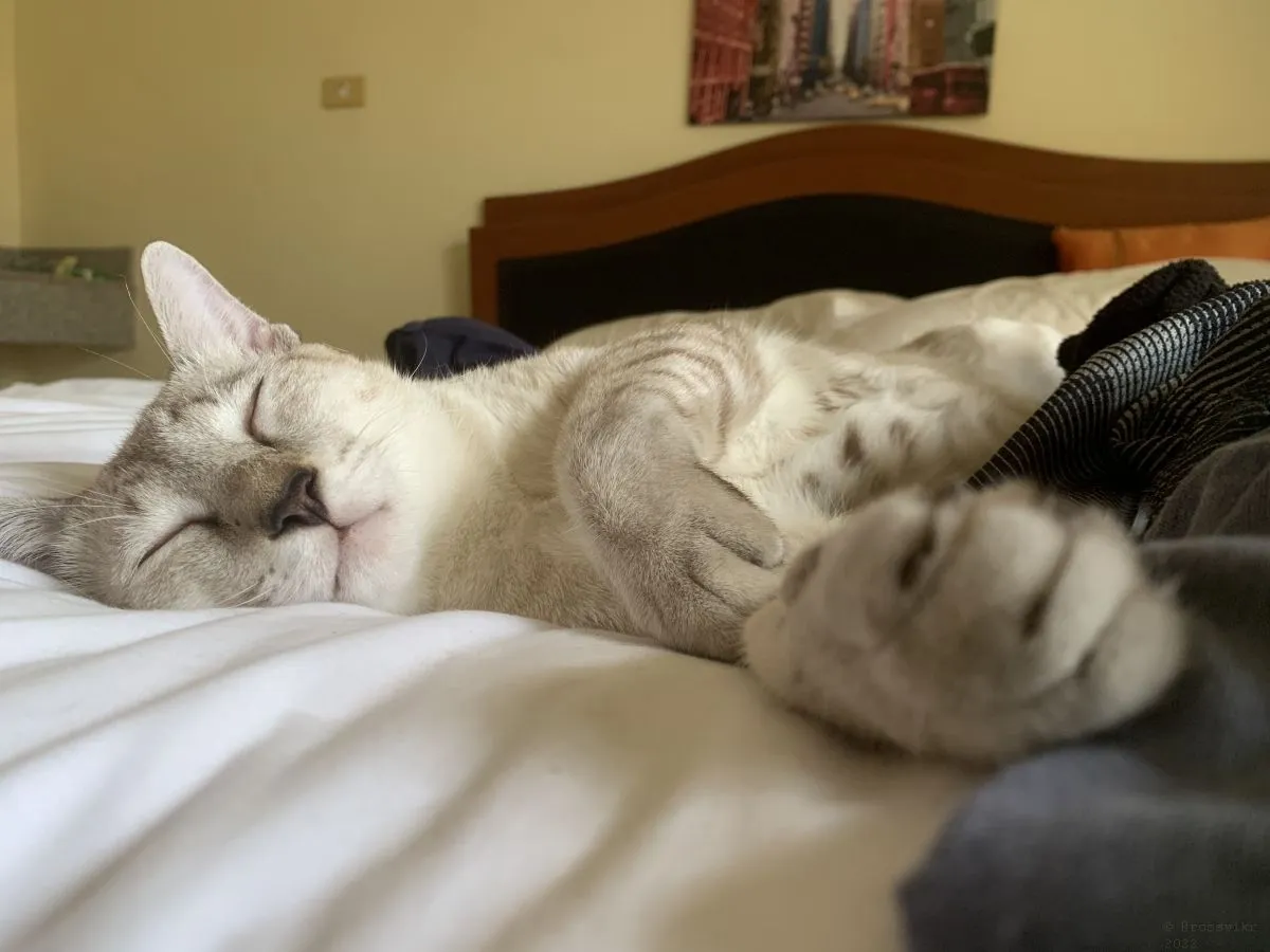 Cats-Nov-2022-n006.jpg