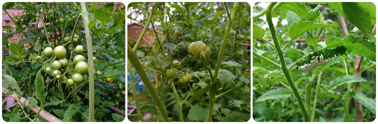 Tomatoes July.jpg