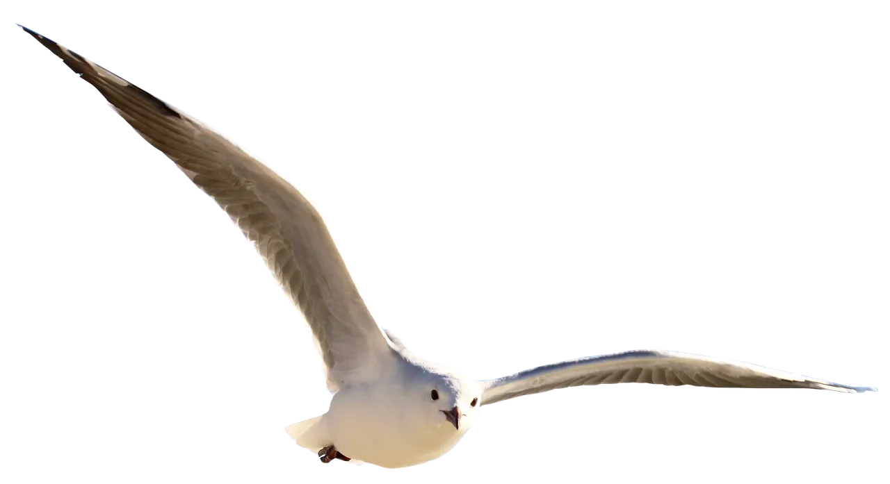 purepng.com-gull-birdbirdsflyanimals-6315229364462xrbq.png