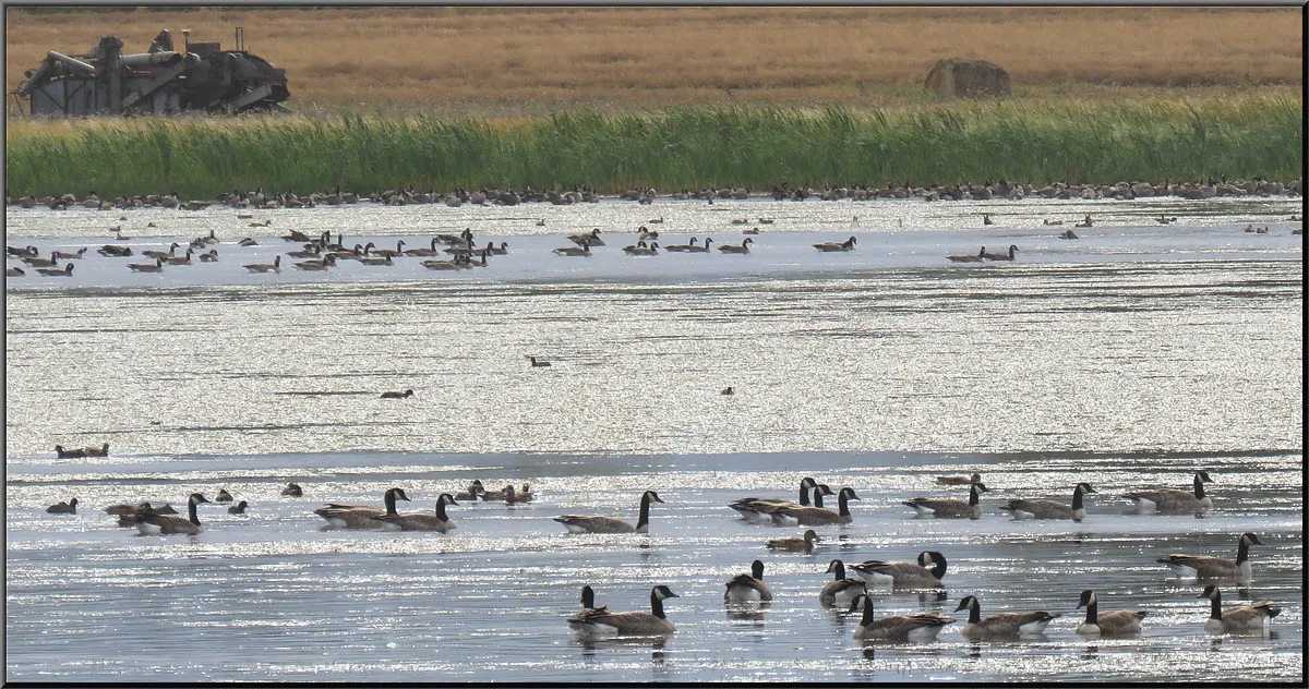 geese and ducks on pond with old columbine in background.JPG