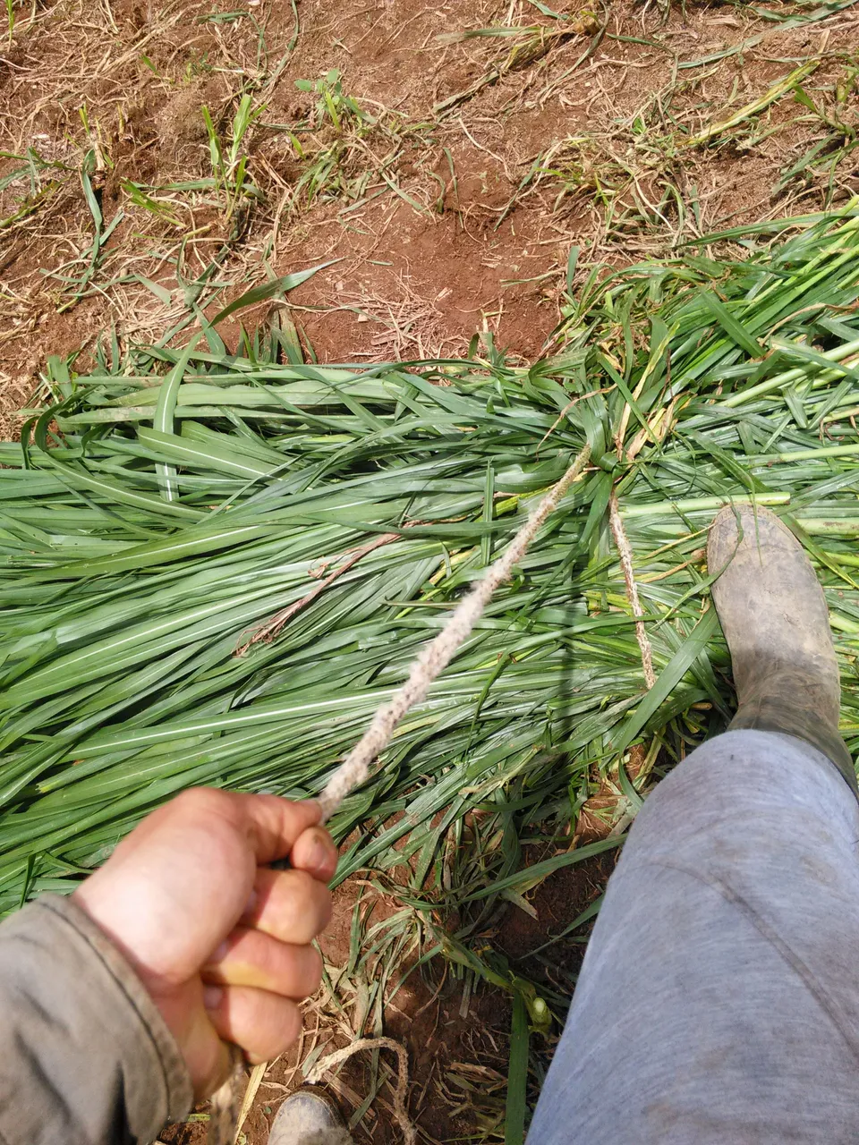 Tying up tall grass 1 - Photograph taken by me