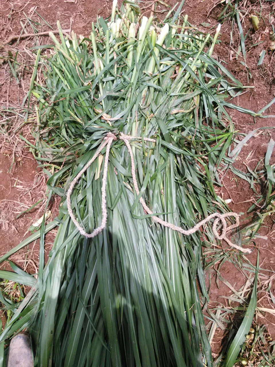 Tying up tall grass final - Photograph taken by me